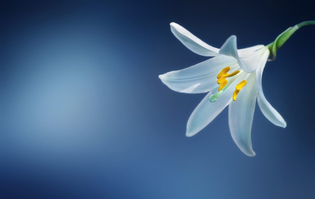 image of lilly - flower