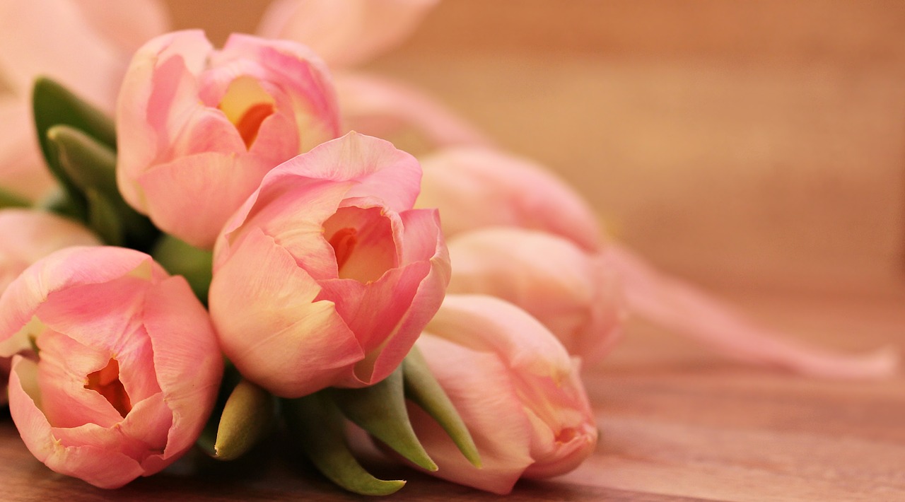 image of four pink tulips laying on a table