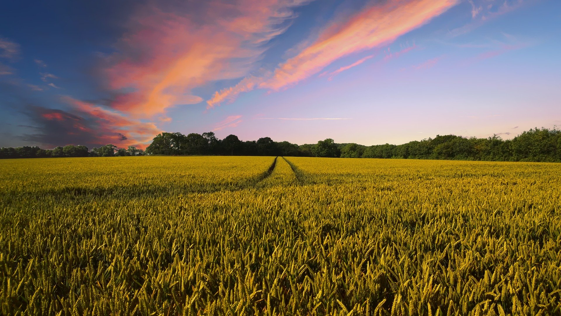 image of farm field, green, under blue sky with clouds slightly pink and orange.