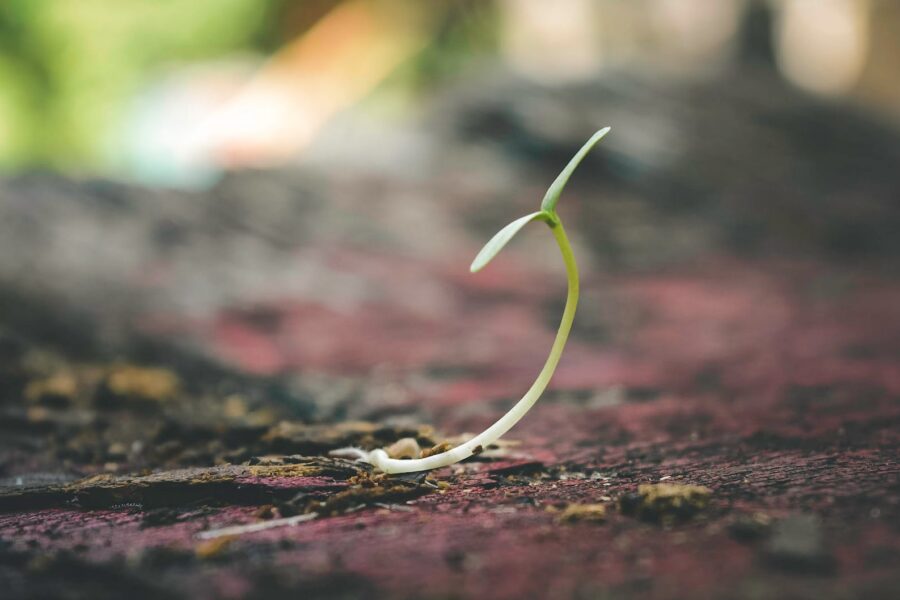 shallow focus of sprout