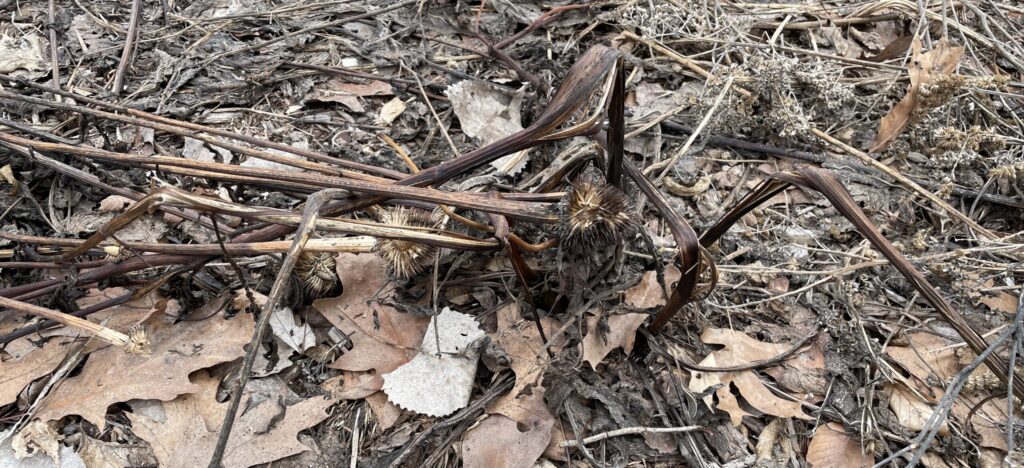 Unless a Seed Falls: John 12:20-36